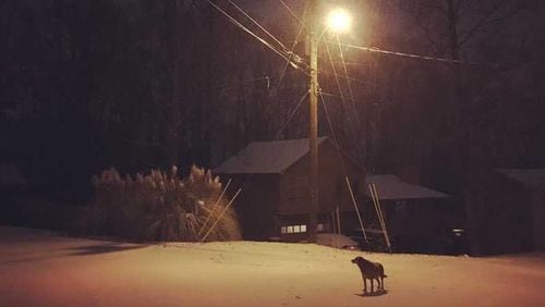 A dog stands in the snow early Wednesday morning in Lawrenceville