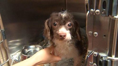 As many as 700 dogs were found living in horrific conditions at a South Georgia breeder’s home, and the Atlanta Humane Society is tending to 10 of them. ATLANTA HUMANE SOCIETY