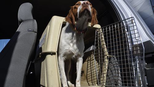 After a safe drive while riding in his crate in the pickup, Ranger is ready go hunting. (Rich Landers/The Spokesman-Review)