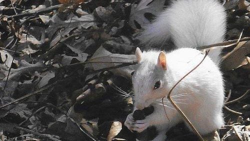 This all-white, non-albino Eastern gray squirrel is one of several such squirrels that have taken up residence in an east Cobb County yard. The unusual coloration may be due to a genetic mutation or a rare gene. PHOTO CREDIT: Don Weissman