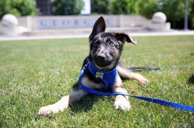 Cooper Stark Wilkins poses for his puppy portrait at Liberty Plaza across from the Georgia Capitol. (Courtesy photo)