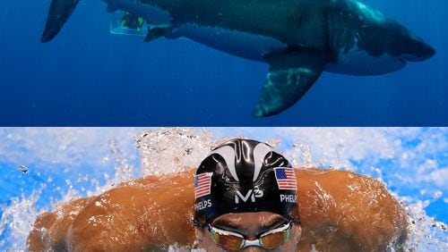 Michael Phelps will race a shark on Discovery next Sunday, July 23, 2017. I presume this will not be happening in a pool. CREDIT: (left) AP, (right) Getty Images