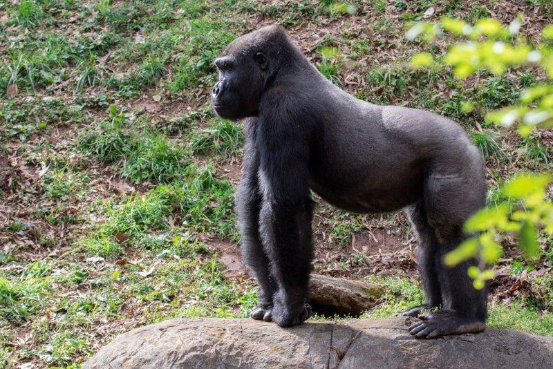 Gunther, a western lowland gorilla at Zoo Atlanta, is part of a bachelor group of gorillas. Photo: Zoo Atlanta