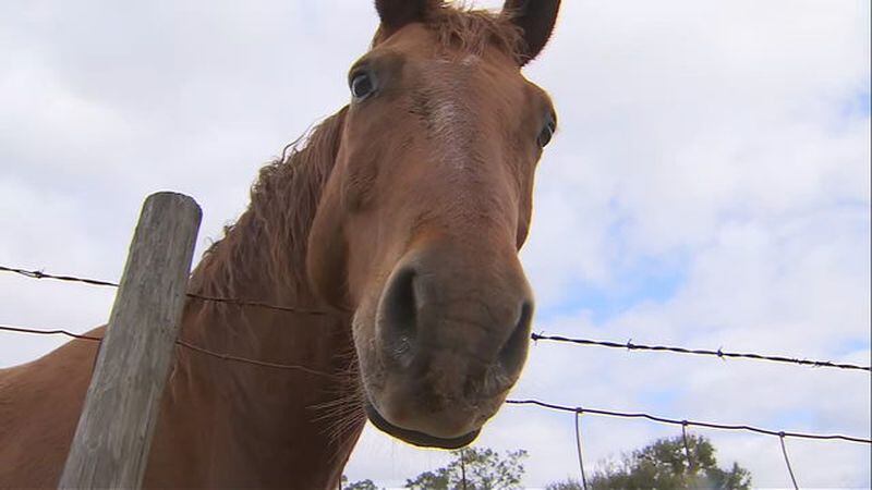 One of the horses in Volusia County, Florida, credited with helping police capture a fleeing suspect.