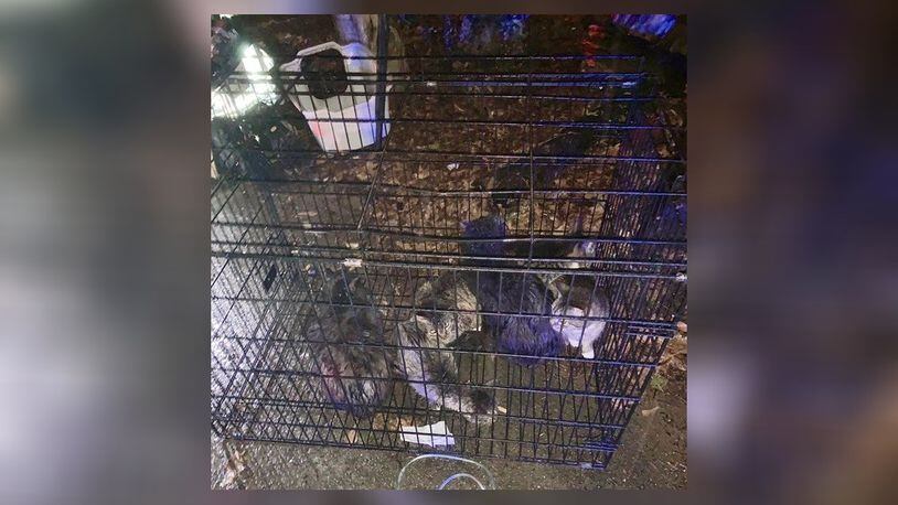 DeKalb firefighters rescued 10 cats from a Stone Mountain home Friday evening.