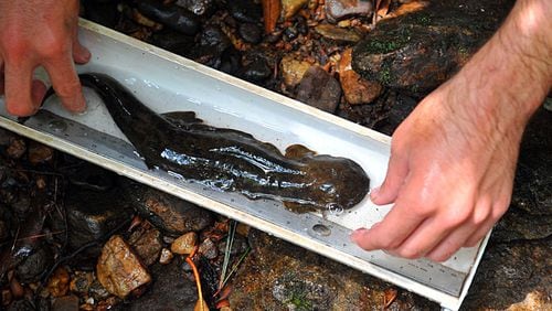 A hellbender is measured by DNR technician, Grover Brown in a creek running through the Chattahoochee National Forest near Union, GA. Hellbenders, unique to mountains of eastern United States, are one of the largest salamanders in the world, and can reach 2 feet long. Length, weight, and overall conditions of the hellbender is recorder along with the collection of blood and tissue samples.