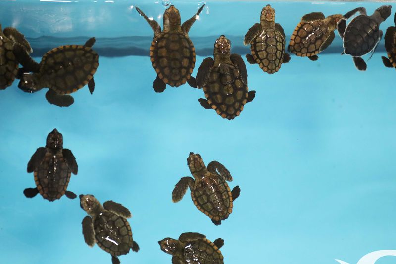 The turtles will remain in Georgia until it is determined that they can safely return to their home at the Loggerhead Marinelife Center just north of West Palm Beach, Florida. (Photo courtesy of the Georgia Aquarium)