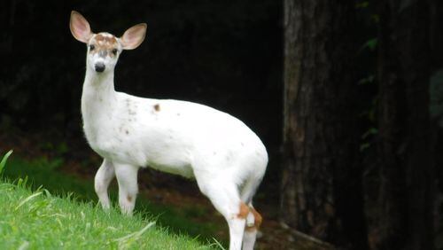 A young piebald deer that appears now and again in the neighborhood.