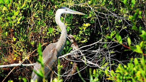 A variety of birds, like this great blue heron in the Okefenokee Swamp, can be seen in the 17 sites along Georgia's Colonial Coast Birding Trail. The Okefenokee is one of the sites. (Charles Seabrook for The Atlanta Journal-Constitution)