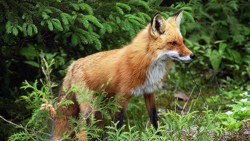 A fox captured in the Turner Hill Road area of Stonecrest in DeKalb County tested positive for rabies. AJC file photo