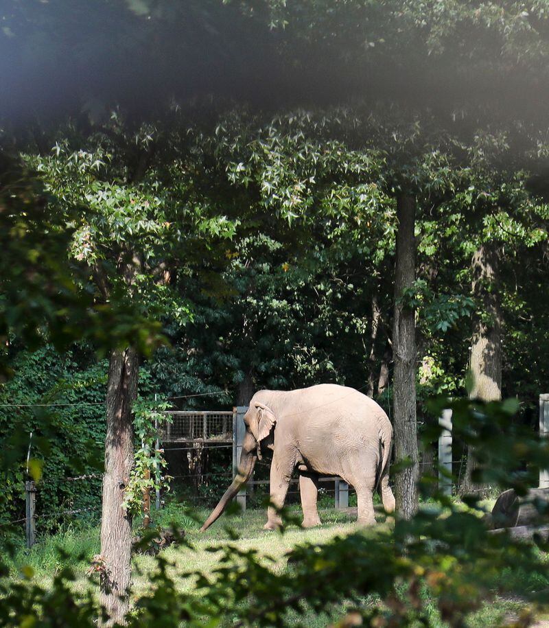 Bronx Zoo elephant "Happy" strolls in a habitat inside the zoo's Asia display, Tuesday Oct. 2, 2018, in New York.