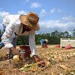 (From left) Eulogio Garcia Chonteco and his son Noe Garcia Marquez harvest Vidalia onions on May 2, 2011.