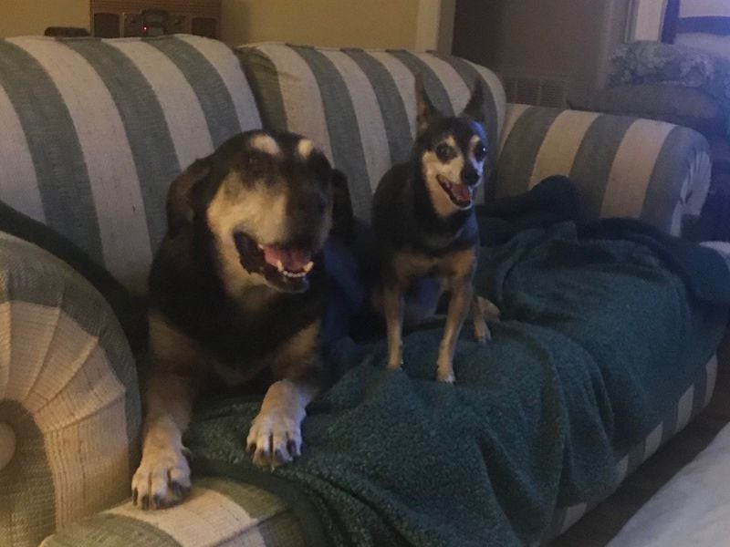 Roscoe, left, is the very large rescue mix of state Rep. Dale Mashburn, R-Macon, and Donna Mashburn. Taco, right, visits often. (Courtesy photo)