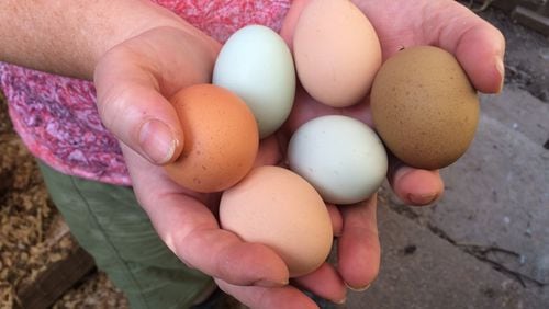 The eggs laid by Anne-Marie Anderson’s chickens come in a beautiful variety of colors. BO EMERSON / BEMERSON@AJC.COM