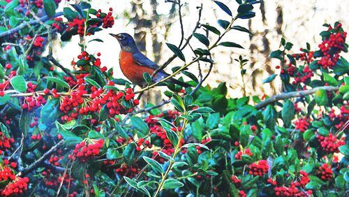 An American robin perches on an American holly tree. The holly, with its bright red berries and dark evergreen leaves, is one of several native plants that have become holiday icons. (Charles Seabrook)