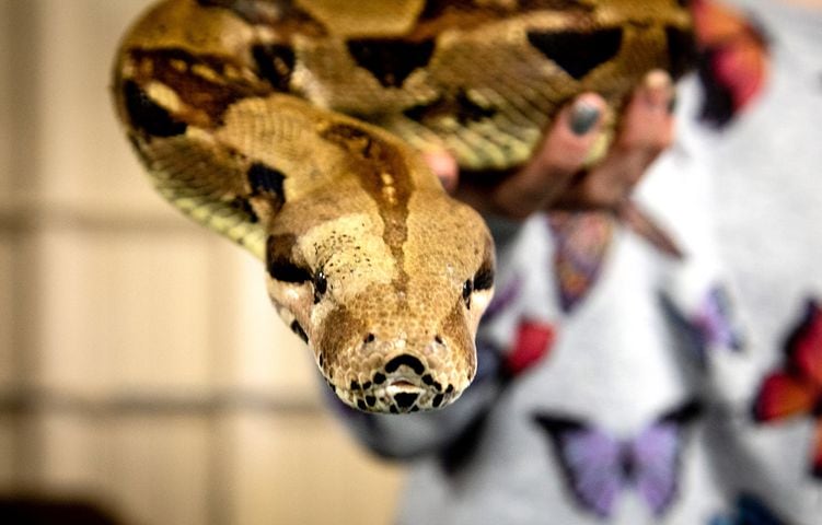 The reptile show Repticon Atlanta at the Gwinnett County Fairgrounds