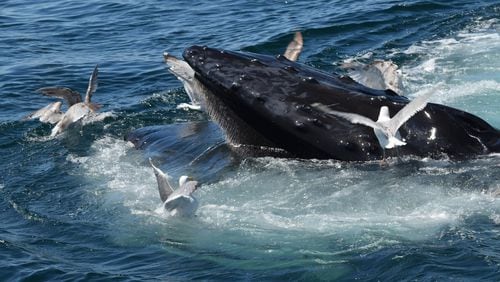 John Fetterly was on a whale watching trip off the coast of Provincetown, Massachusetts earlier this year when he snapped this shot. “As the whale surfaced, seabirds would hover or land on the humpback whale to gather leftovers, ” he wrote.