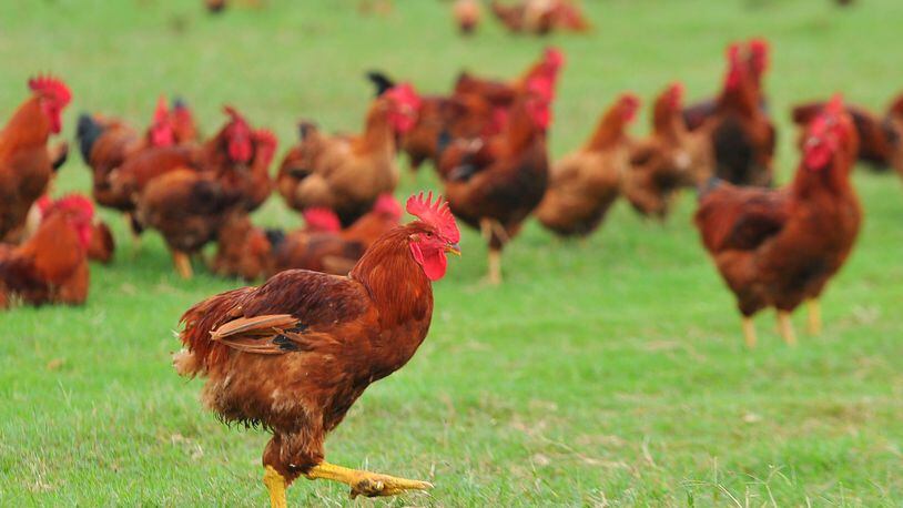 Free-range chickens roam the grounds of White Oak Pastures in Bluffton. BRANT SANDERLIN / BSANDERLIN@AJC.COM