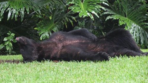 A bear in Seminole County went into someone's garage, ate a 20-pound bag of dog food and then fell asleep on the lawn.