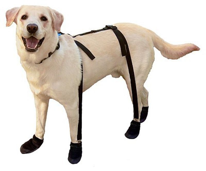 Booties or shoe suspenders may look a little unusual, but they can help protect your dog's paws from hot pavement.