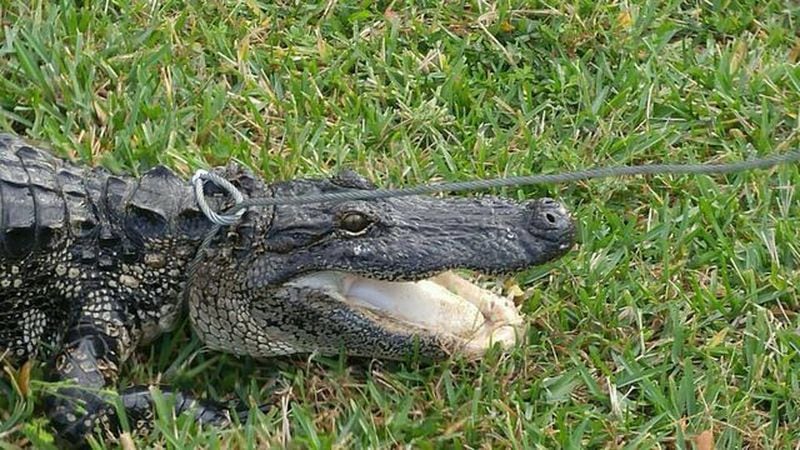 Trappers removed an 8-foot alligator from a Florida pool. (Photo: Boca Raton Police Services Department)