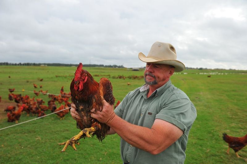 Will Harris inspects a chicken on his organic farm, White Oak Pastures, in Bluffton. BRANT SANDERLIN / BSANDERLIN@AJC.COM