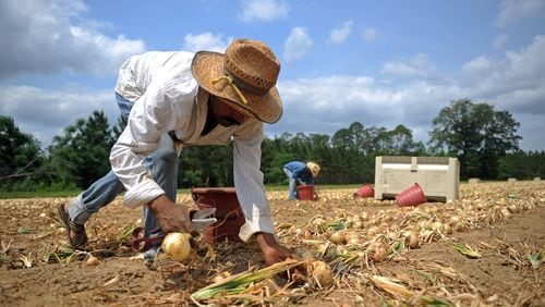 (From left) Eulogio Garcia Chonteco and his son Noe Garcia Marquez harvest Vidalia onions on May 2, 2011.