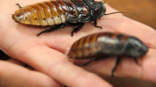 Two Madagascan hissing cockroaches sit on the hand of Kate Olukalns, coordinator for the Cincinnati Zoo's Wild Encounters. Zoo Atlanta’s Tom Brady hissing cockroach not pictured.