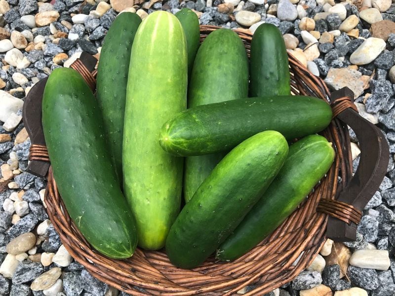 With a bounty of cucumbers on her hands, AJC food and dining editor Ligaya Figueras recently gave some to her mail carrier, and managed a contactless handoff by putting them in her mailbox. Ligaya Figueras / ligaya.figueras@ajc.com