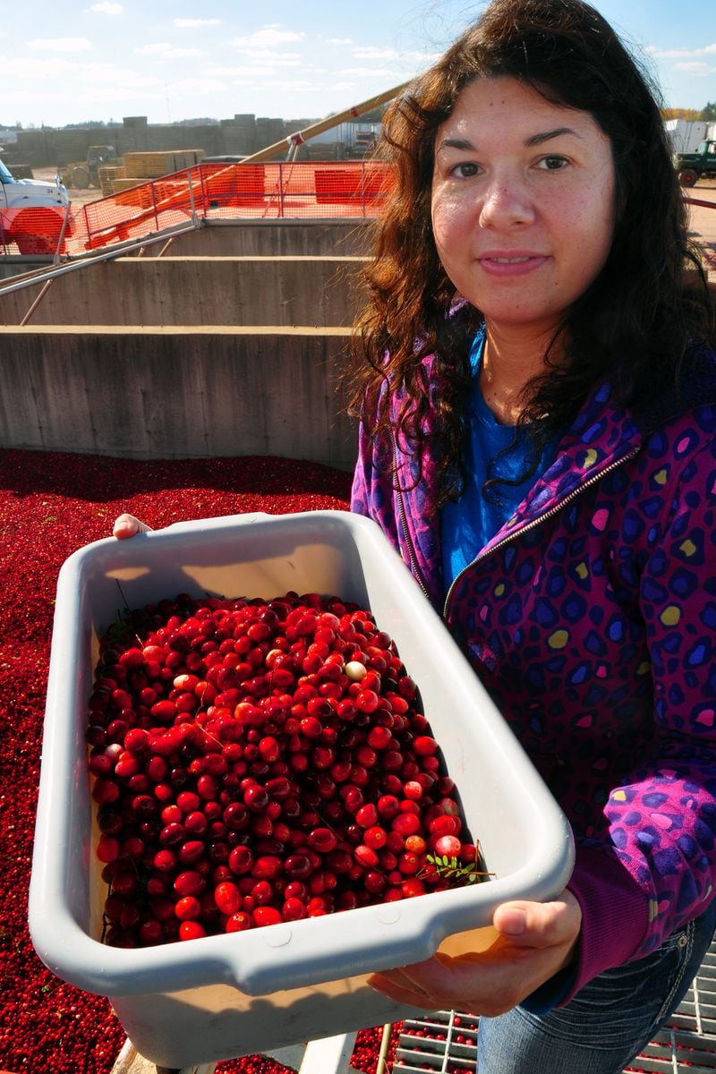 Cranberries go from farms to receiving stations such as Badger State Fruit Processing in Pittsville, Wis., for cleaning and processing. (Katherine Rodeghier/Chicago Tribune/TNS)