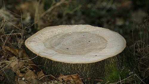 Snellville is planning to get tough on anyone found cutting down trees without permission. File Photo