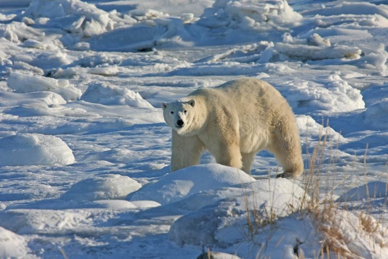 Karl Hrenko took this photo at Churchill Wild Lodge on Hudson Bay. “This bear was following the coast waiting for Hudson Bay to freeze, ” he wrote. “We were there in November 2013. The temperature was -20 degrees Fahrenheit when we landed.” Churchill is a town in northern Manitoba, Canada on the west shore of Hudson Bay, roughly 68 miles from the Manitoba–Nunavut border. It is most famous for the many polar bears that move toward the shore from inland in the autumn, leading to the nickname “Polar Bear Capital of the World” that has helped its growing tourism industry.