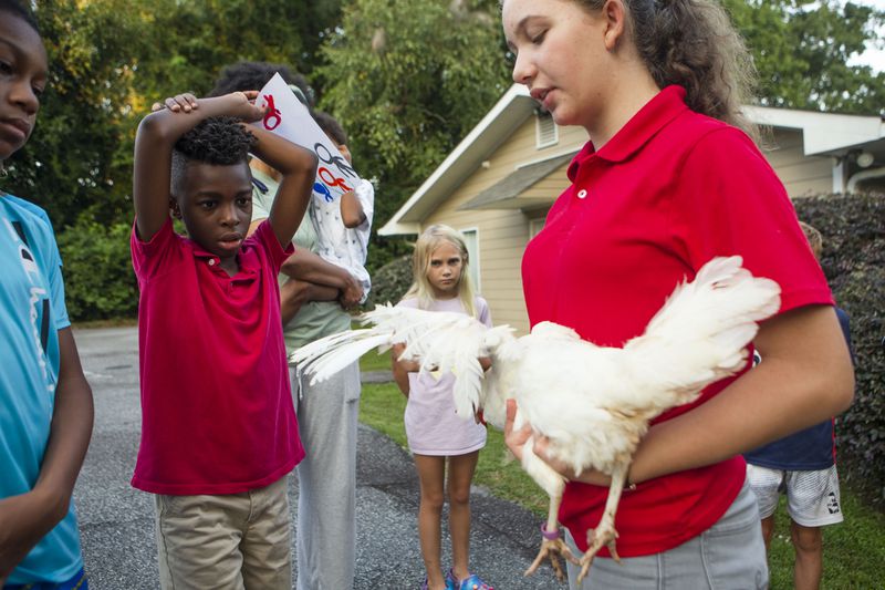 Jaraiiah Palmer-Addy inspects a chicken held by Cobb County 4-H club member Phebe Burroughs-Thebault during a meeting of the Young Farmers Club. The club was designed to educate suburban kids about agriculture. CHRISTINA MATACOTTA FOR THE ATLANTA JOURNAL-CONSTITUTION. 
