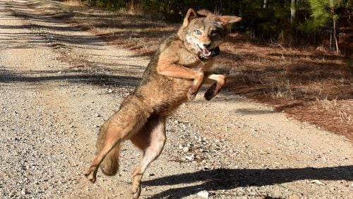 The adorable Georgia coyote with a GPS collar. (HYOSUB SHIN / HSHIN@AJC.COM)