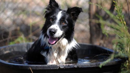 It won’t be a dog’s life for a Tennessee border collie (not pictured) whose owner recently died. (AJC file photo)