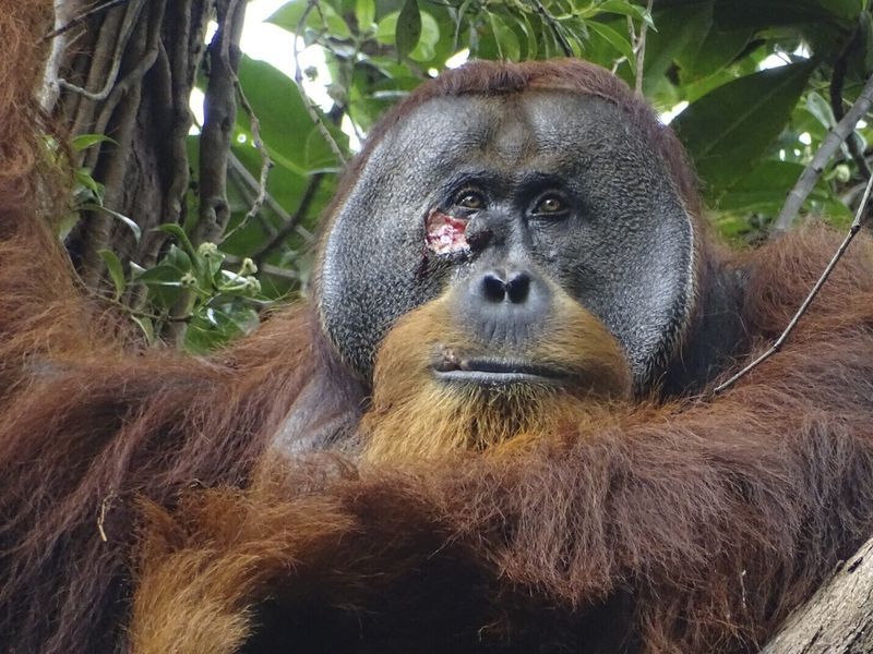 This photo provided by the Suaq foundation shows a facial wound on Rakus, a wild male Sumatran orangutan in Gunung Leuser National Park, Indonesia, on June 23, 2022, two days before he applied chewed leaves from a plant, used throughout Southeast Asia to treat pain and inflammation and to kill bacteria, to the wound. (Armas/Suaq foundation via AP)