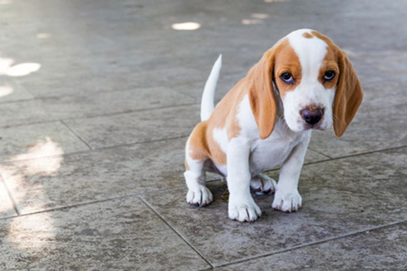 A cute beagle puppy. (Dreamstime/TNS)