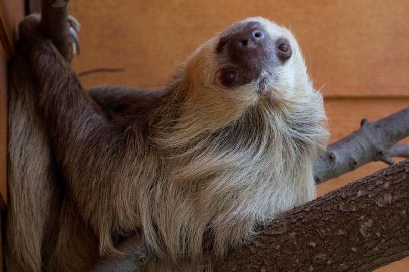 Cocoa the Hoffmann’s two-toed sloth at Zoo Atlanta, welcomed his second offspring this week, a baby born to Cocoa and mother Bonnie. 
