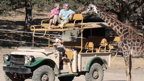 A pair of animal lovers get up close and personal with a giraffe during a private tour at Safari West in Santa Rosa. (Safari West)