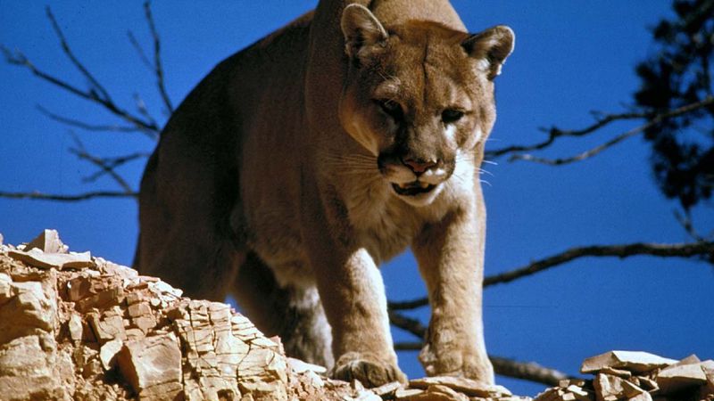 A mountain lion surveying its prey. Officials in New Mexico are warning about sightings of the big cat near a trail in the Sandria Mountains east of Albuquerque.