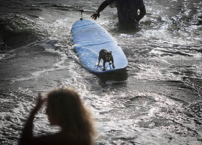 Hang 20 Surf Dog Classic