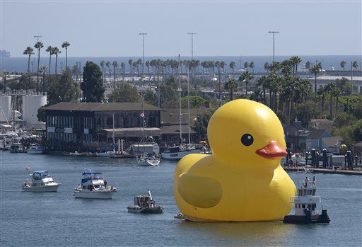 Huge duck sales