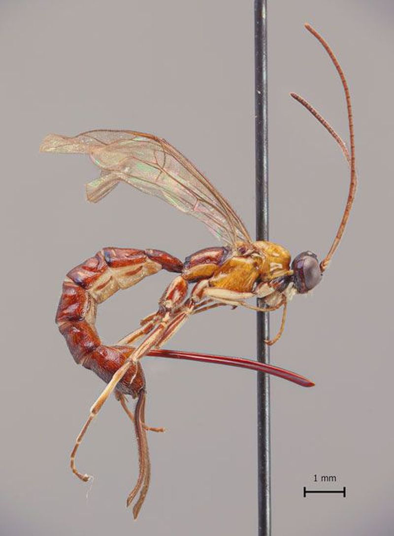 A view of the wasp species Clistopyga crassicaudata.