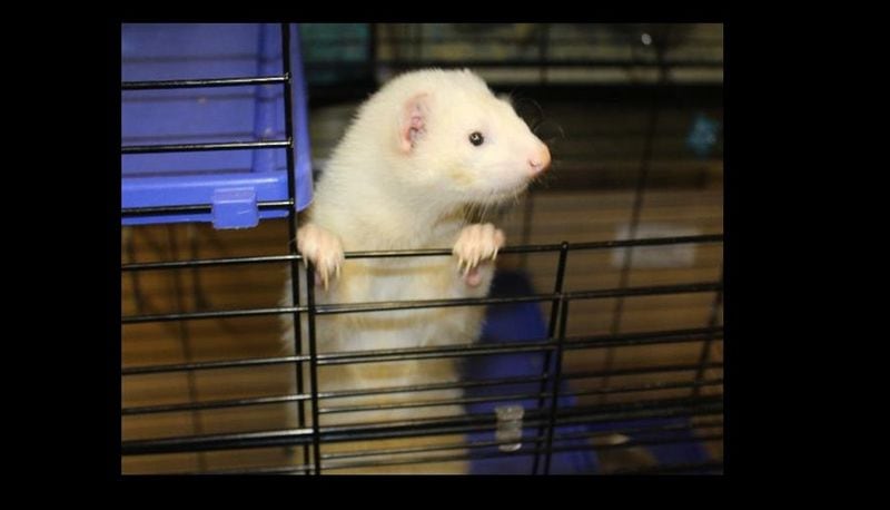A ferret is available for adoption at Gwinnett Animal Shelter.