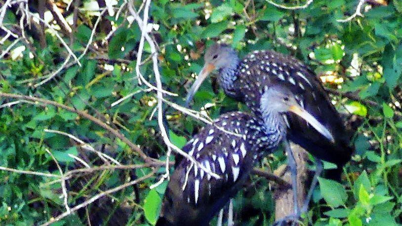 This pair of limpkins mysteriously showed up at Lake Blalock in Clayton County a few weeks ago. The limpkin, which has been described as one of North America’s most curious birds, is very rare in Georgia. Its native range is South Florida and the tropics as far south as Argentina. PHOTO CREDIT: Charles Seabrook