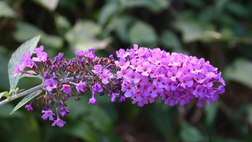 Severe pruning promotes new growth, which provides the best butterfly bush flowers. CONTRIBUTED BY WALTER REEVES