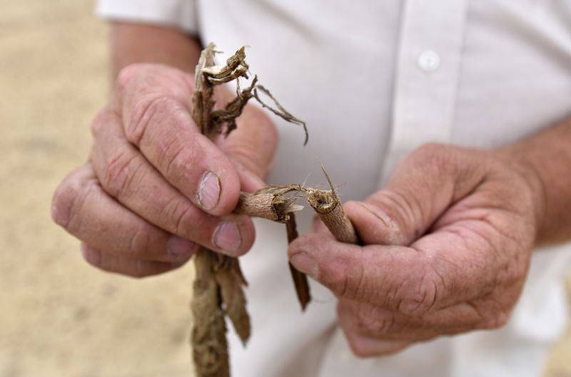 Ken Hickey shows some damaged roots affected by Hurricane Michael on his cotton field at Hickey Farms in Meigs on Monday, April 8, 2019. HYOSUB SHIN / HSHIN@AJC.COM
