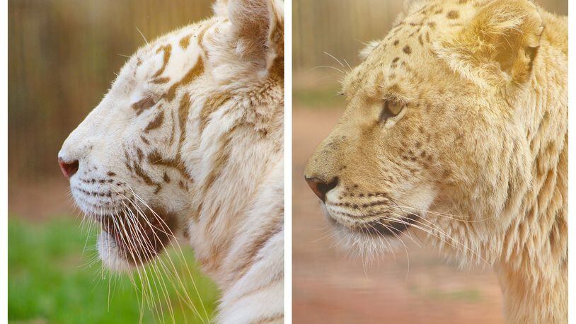 Athena (left), a white tiger, and Nika, a liger (a lion/tiger hybrid), escaped from their enclosure at the Pine Mountain Wild Animal Safari during Saturday night's storms that caused enormous destruction in Troup County and elsewhere in southwest  Georgia. The big cats enjoyed a brief moment of freedom before they were recaptured. Photos: Courtesy Wild Animal Safari