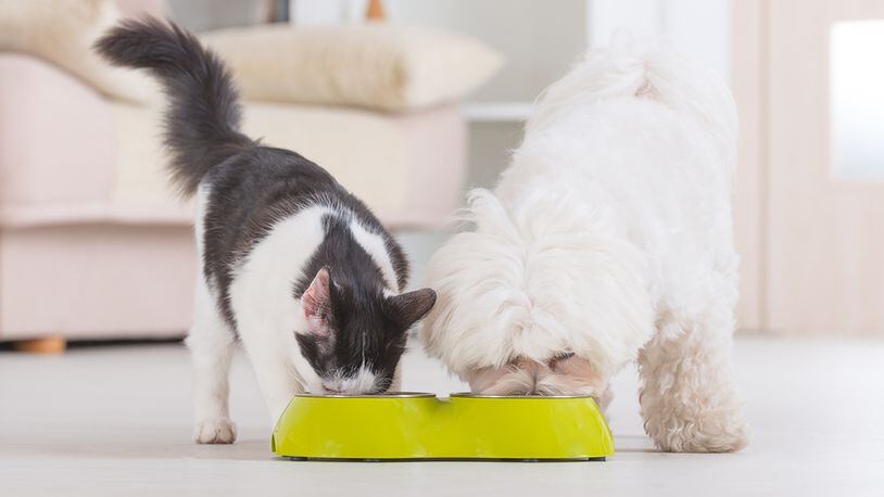 A dog or cat s nutritional requirements vary based on age and health, which may leave some pet owners questioning how to provide the right kind of food.
CONTRIBUTED