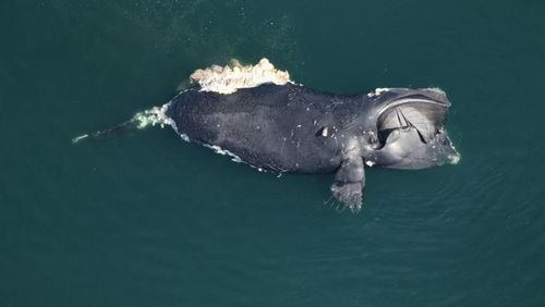 A dead female North Atlantic right whale, #1950, was found floating approximately 50 miles offshore east of Back Bay National Wildlife Refuge, Virginia. Credit: Clearwater Marine Aquarium Research Institute via NOAA